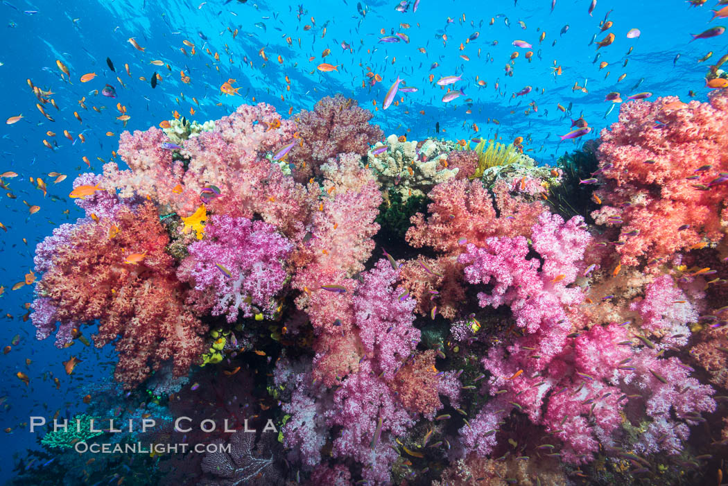 Dendronephthya soft corals and schooling Anthias fishes, feeding on plankton in strong ocean currents over a pristine coral reef. Fiji is known as the soft coral capitlal of the world. Namena Marine Reserve, Namena Island, Dendronephthya, Pseudanthias, natural history stock photograph, photo id 31811