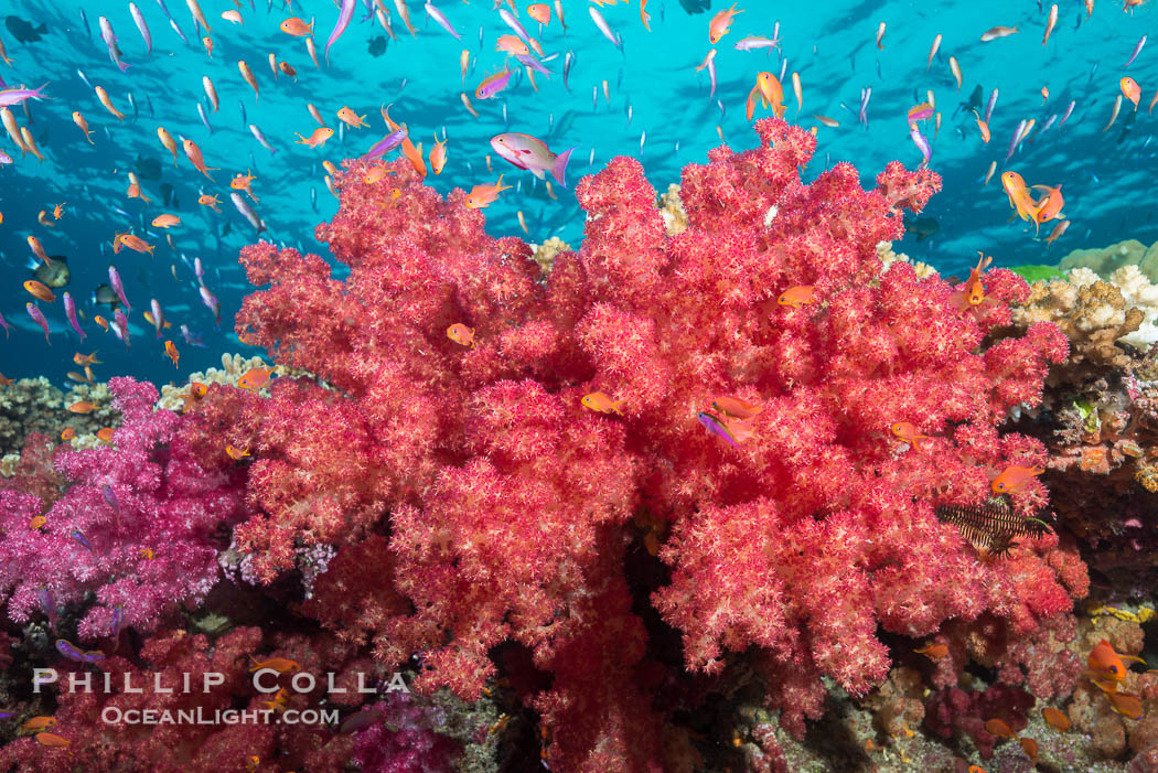 Dendronephthya soft corals and schooling Anthias fishes, feeding on plankton in strong ocean currents over a pristine coral reef. Fiji is known as the soft coral capitlal of the world., Dendronephthya, Pseudanthias, natural history stock photograph, photo id 31835