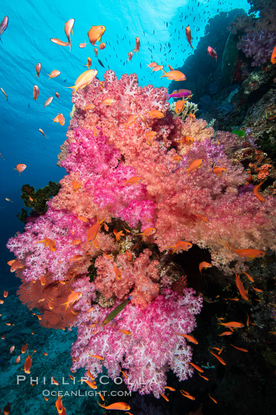 Dendronephthya soft corals and schooling Anthias fishes, feeding on plankton in strong ocean currents over a pristine coral reef. Fiji is known as the soft coral capitlal of the world., Dendronephthya, Pseudanthias, natural history stock photograph, photo id 34891