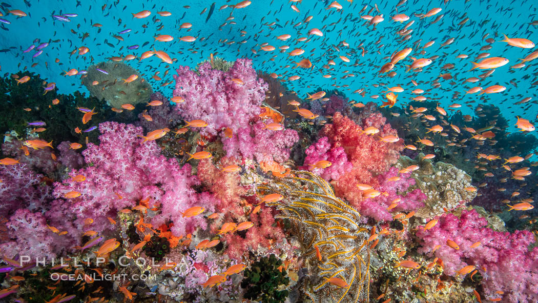 Dendronephthya soft corals and schooling Anthias fishes, feeding on plankton in strong ocean currents over a pristine coral reef. Fiji is known as the soft coral capitlal of the world., Dendronephthya, Pseudanthias, natural history stock photograph, photo id 34915