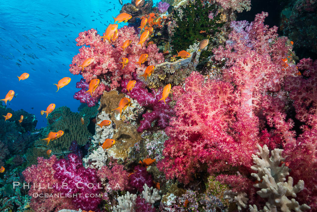 Dendronephthya soft corals and schooling Anthias fishes, feeding on plankton in strong ocean currents over a pristine coral reef. Fiji is known as the soft coral capitlal of the world., Dendronephthya, Pseudanthias, natural history stock photograph, photo id 31433