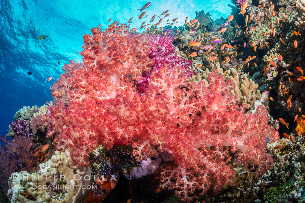 Dendronephthya soft corals and schooling Anthias fishes, on a pristine coral reef. Fiji is known as the soft coral capitlal of the world. Vatu I Ra Passage, Bligh Waters, Viti Levu  Island, Dendronephthya, Pseudanthias, natural history stock photograph, photo id 31457
