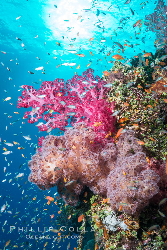 Dendronephthya soft corals and schooling Anthias fishes, feeding on plankton in strong ocean currents over a pristine coral reef. Fiji is known as the soft coral capitlal of the world. Gau Island, Lomaiviti Archipelago, Dendronephthya, Pseudanthias, natural history stock photograph, photo id 31521