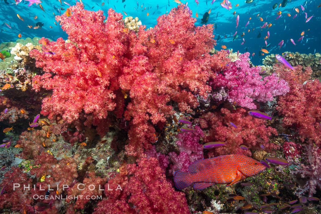 Dendronephthya soft corals and schooling Anthias fishes, feeding on plankton in strong ocean currents over a pristine coral reef. Fiji is known as the soft coral capitlal of the world. Namena Marine Reserve, Namena Island, Dendronephthya, Pseudanthias, natural history stock photograph, photo id 31597