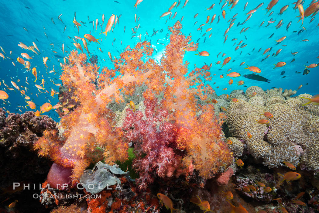 Dendronephthya soft corals and schooling Anthias fishes, feeding on plankton in strong ocean currents over a pristine coral reef. Fiji is known as the soft coral capitlal of the world. Gau Island, Lomaiviti Archipelago, Dendronephthya, Pseudanthias, natural history stock photograph, photo id 31713