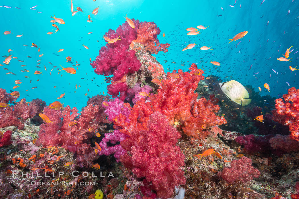 Dendronephthya soft corals and schooling Anthias fishes, feeding on plankton in strong ocean currents over a pristine coral reef. Fiji is known as the soft coral capitlal of the world. Gau Island, Lomaiviti Archipelago, Dendronephthya, Pseudanthias, natural history stock photograph, photo id 31721