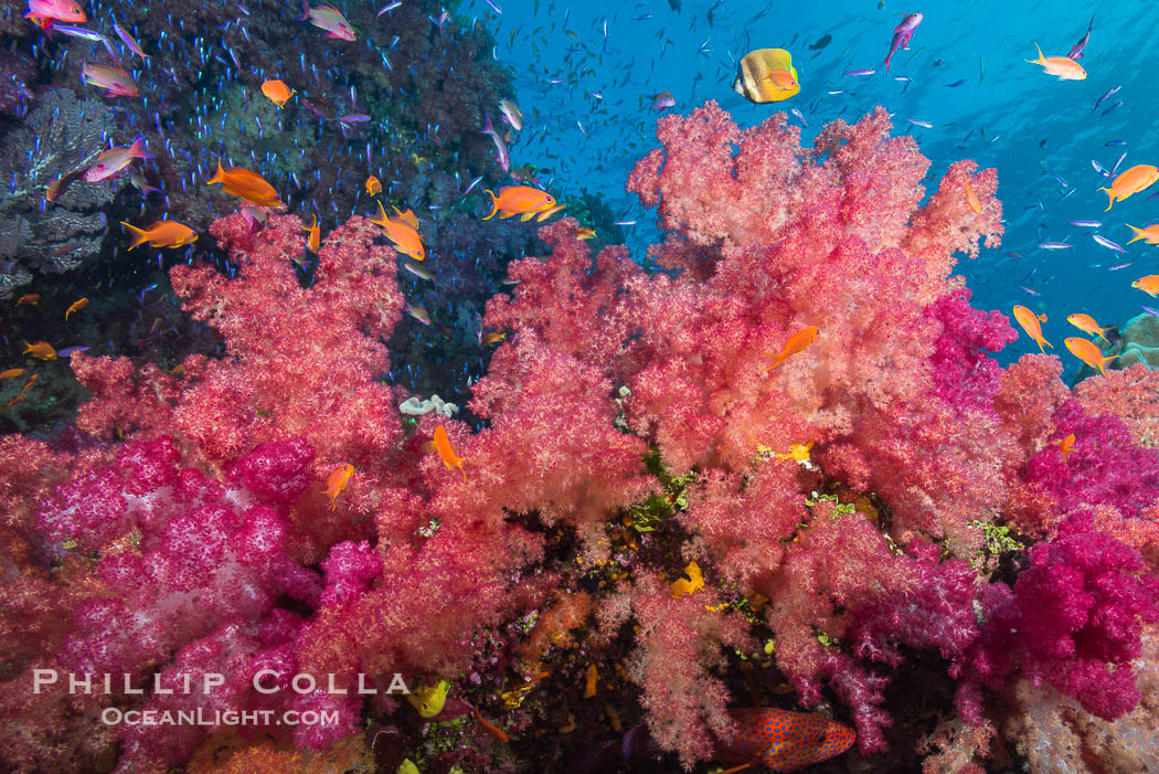 Dendronephthya soft corals and schooling Anthias fishes, feeding on plankton in strong ocean currents over a pristine coral reef. Fiji is known as the soft coral capitlal of the world., Dendronephthya, Pseudanthias, natural history stock photograph, photo id 31809