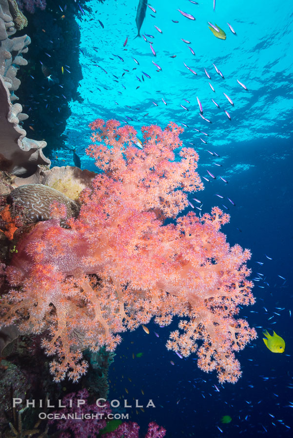 Dendronephthya soft corals and schooling Anthias fishes, feeding on plankton in strong ocean currents over a pristine coral reef. Fiji is known as the soft coral capitlal of the world., Dendronephthya, Pseudanthias, natural history stock photograph, photo id 31825