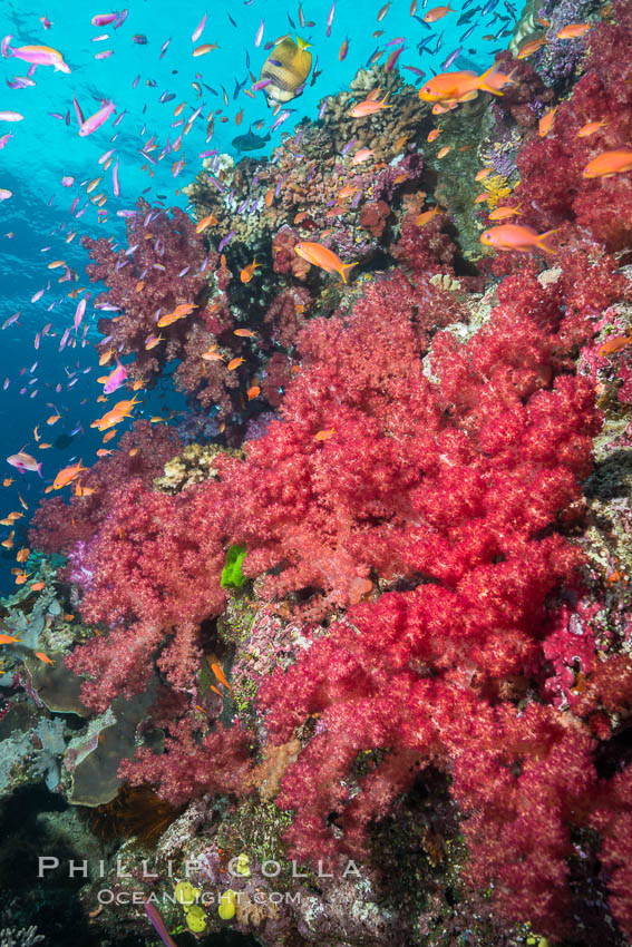 Dendronephthya soft corals and schooling Anthias fishes, feeding on plankton in strong ocean currents over a pristine coral reef. Fiji is known as the soft coral capitlal of the world. Namena Marine Reserve, Namena Island, Dendronephthya, Pseudanthias, natural history stock photograph, photo id 31833