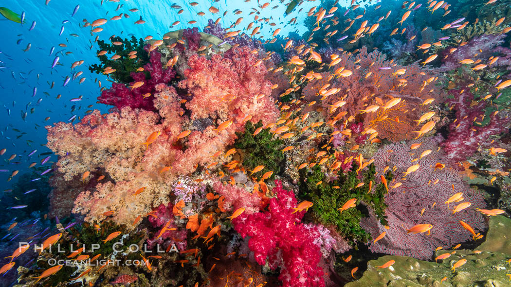 Dendronephthya soft corals and schooling Anthias fishes, feeding on plankton in strong ocean currents over a pristine coral reef. Fiji is known as the soft coral capitlal of the world., Dendronephthya, Pseudanthias, natural history stock photograph, photo id 34877