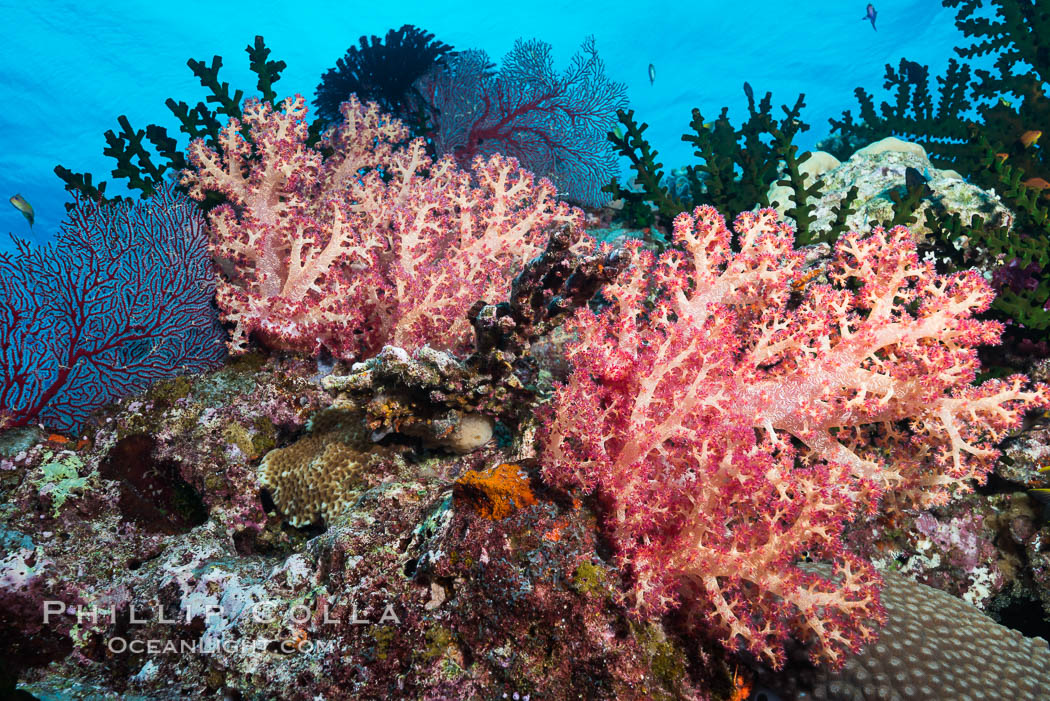 Image 31430, Vibrant colorful soft corals reaching into ocean currents, capturing passing planktonic food, Fiji., Dendronephthya sp., Phillip Colla, all rights reserved worldwide. Keywords: alcyonacea, animal, animalia, anthozoa, carnation coral, cnidaria, coral, coral reef, dendronephthya, fiji, fiji islands, fijian islands, island, marine, marine invertebrate, nature, nephtheidae, oceania, pacific ocean, reef, soft coral, south pacific, tree coral, tropical, underwater.