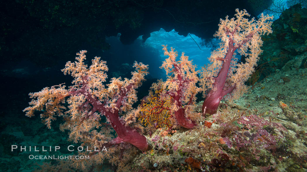 Vibrant colorful soft corals reaching into ocean currents, capturing passing planktonic food, Fiji. Vatu I Ra Passage, Bligh Waters, Viti Levu  Island, Dendronephthya, natural history stock photograph, photo id 31504