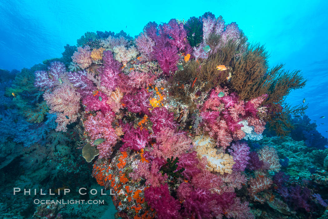 Vibrant colorful soft corals reaching into ocean currents, capturing passing planktonic food, Fiji. Nigali Passage, Gau Island, Lomaiviti Archipelago, Dendronephthya, natural history stock photograph, photo id 31724