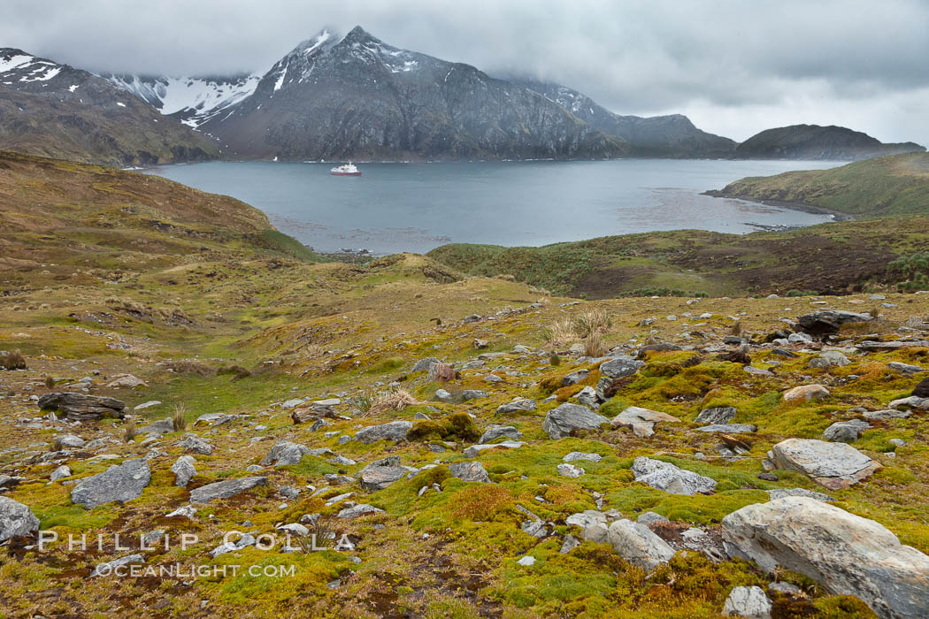 View of Godthul, from the grassy slopes of South Georgia.  The name Godthul, or "Good Hollow", dates back to Norwegian whalers who used this bay as a anchorage. South Georgia Island, natural history stock photograph, photo id 24689