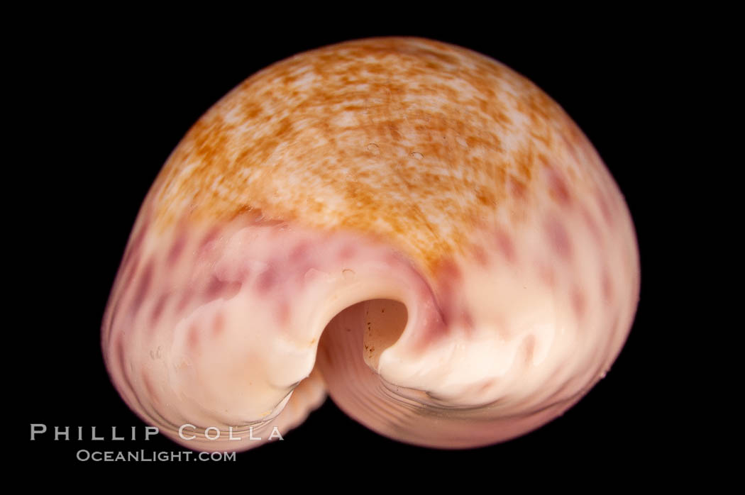 Violet Chinese Cowrie., Cypraea chinensis violacea, natural history stock photograph, photo id 08108