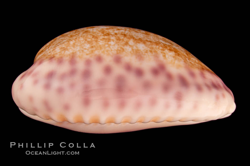 Violet Chinese Cowrie., Cypraea chinensis violacea, natural history stock photograph, photo id 08107