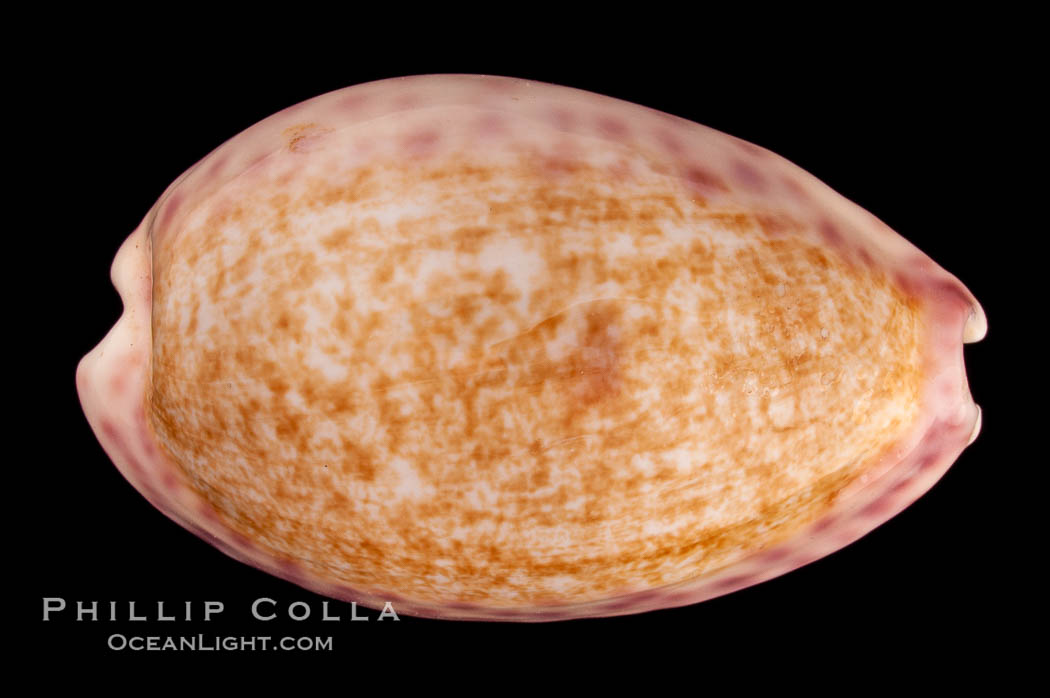 Violet Chinese Cowrie., Cypraea chinensis violacea, natural history stock photograph, photo id 08105