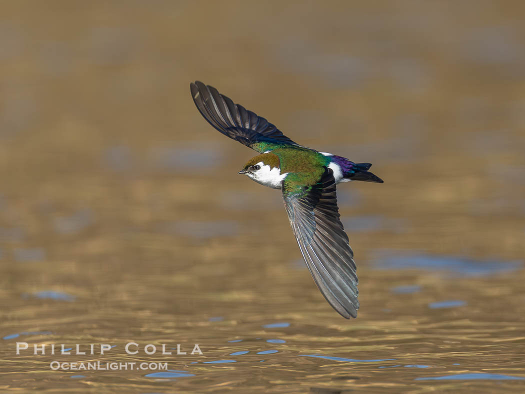 Violet-Green Swallow in Flight, Tachycineta thalassina, Lake Wohlford. Escondido, California, USA, natural history stock photograph, photo id 40896