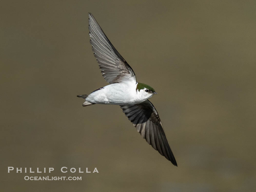 Violet-Green Swallow in Flight, Tachycineta thalassina, Lake Wohlford. Escondido, California, USA, natural history stock photograph, photo id 40897