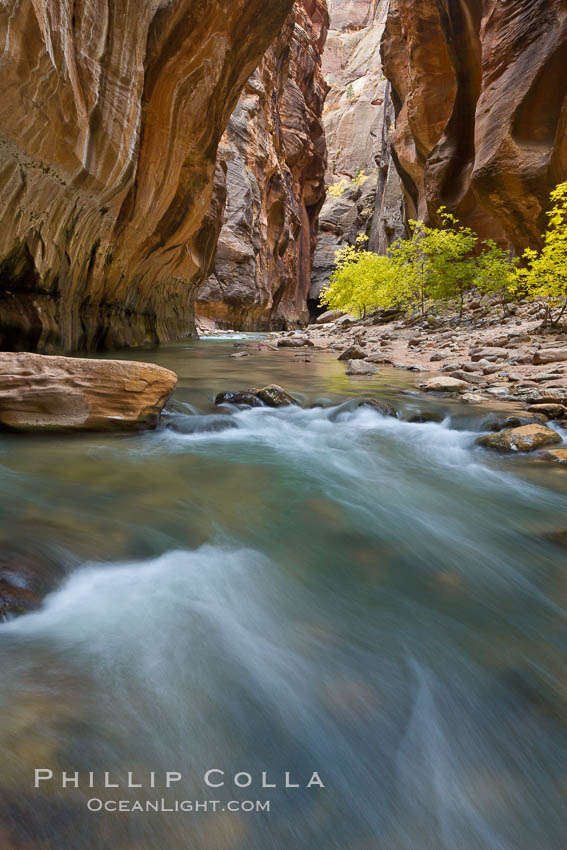 The Virgin River flows through the Zion Narrows, with tall sandstone walls towering hundreds of feet above. Virgin River Narrows, Zion National Park, Utah, USA, natural history stock photograph, photo id 26122