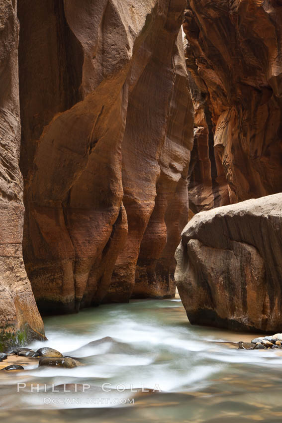 The Virgin River flows through the Zion Narrows, with tall sandstone walls towering hundreds of feet above. Virgin River Narrows, Zion National Park, Utah, USA, natural history stock photograph, photo id 26124