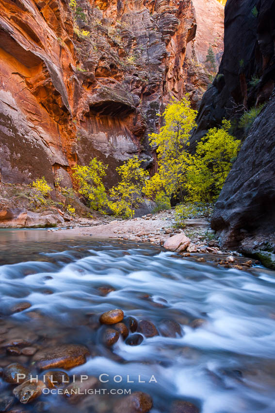 Virgin River narrows and fall colors, cottonwood trees in autumn along the Virgin River with towering sandstone cliffs. Virgin River Narrows, Zion National Park, Utah, USA, natural history stock photograph, photo id 26132