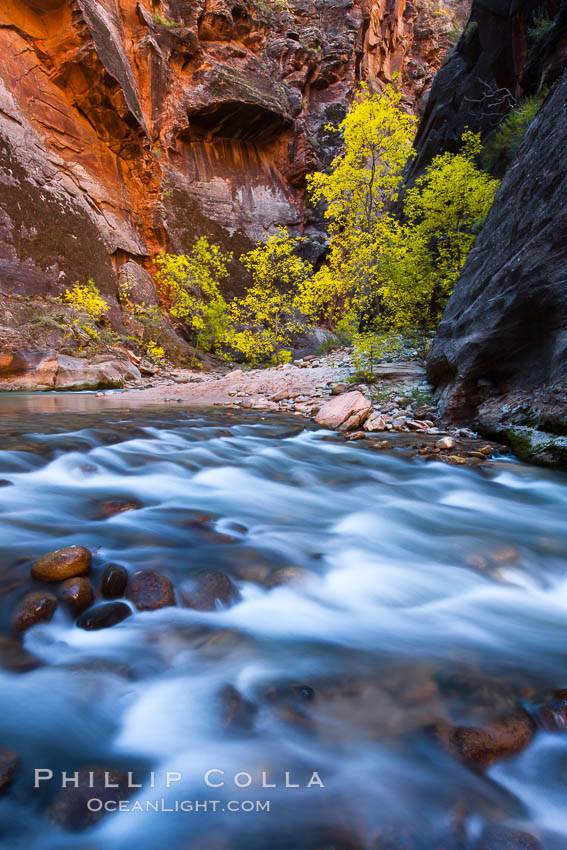 Image 26109, Virgin River narrows and fall colors, cottonwood trees in autumn along the Virgin River with towering sandstone cliffs. Virgin River Narrows, Zion National Park, Utah, USA, Phillip Colla, all rights reserved worldwide. Keywords: autumn, canyon, canyoneering, cottonwood, fall, fall colors, gorge, hike, hiking, national parks, outdoors, outside, rapids, river, sandstone, scene, scenic, stream, tree, usa, utah, virgin river, virgin river narrows, water, zion national park.