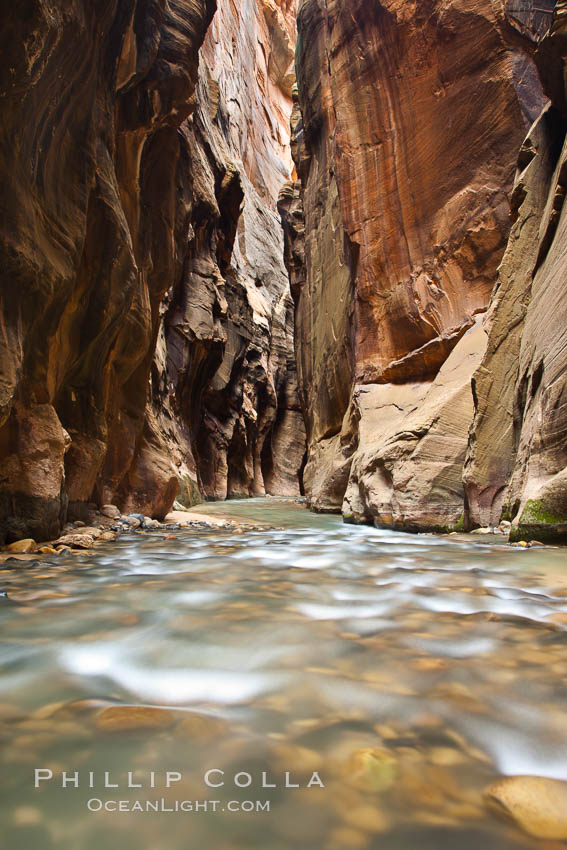 The Virgin River flows through the Zion Narrows, with tall sandstone walls towering hundreds of feet above. Virgin River Narrows, Zion National Park, Utah, USA, natural history stock photograph, photo id 26125