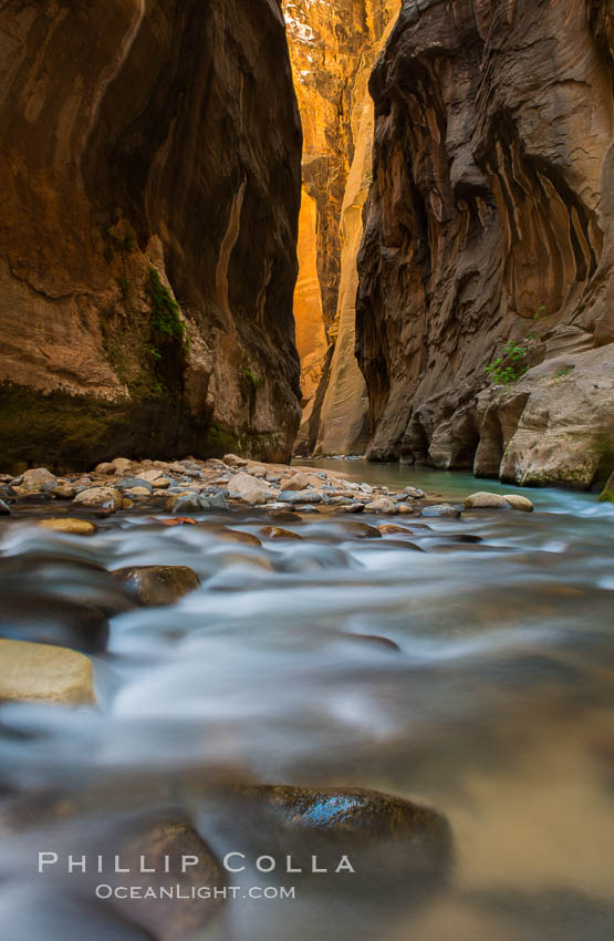The Virgin River Narrows, where the Virgin River has carved deep, narrow canyons through the Zion National Park sandstone, creating one of the finest hikes in the world. Utah, USA, natural history stock photograph, photo id 28582