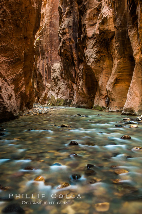 The Virgin River Narrows, where the Virgin River has carved deep, narrow canyons through the Zion National Park sandstone, creating one of the finest hikes in the world. Utah, USA, natural history stock photograph, photo id 28580