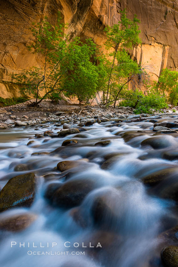 The Virgin River Narrows, where the Virgin River has carved deep, narrow canyons through the Zion National Park sandstone, creating one of the finest hikes in the world. Utah, USA, natural history stock photograph, photo id 28575