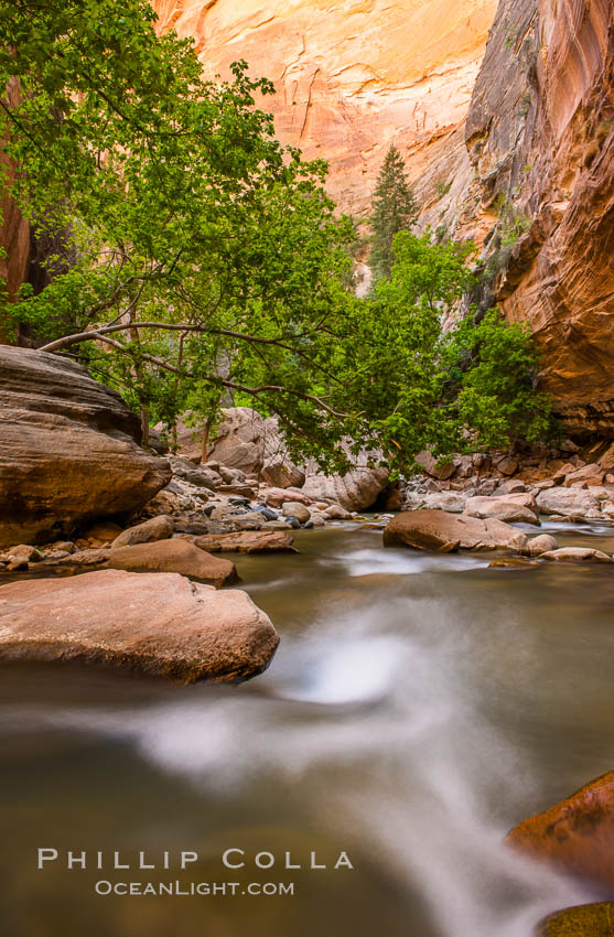 The Virgin River Narrows, where the Virgin River has carved deep, narrow canyons through the Zion National Park sandstone, creating one of the finest hikes in the world. Utah, USA, natural history stock photograph, photo id 28577