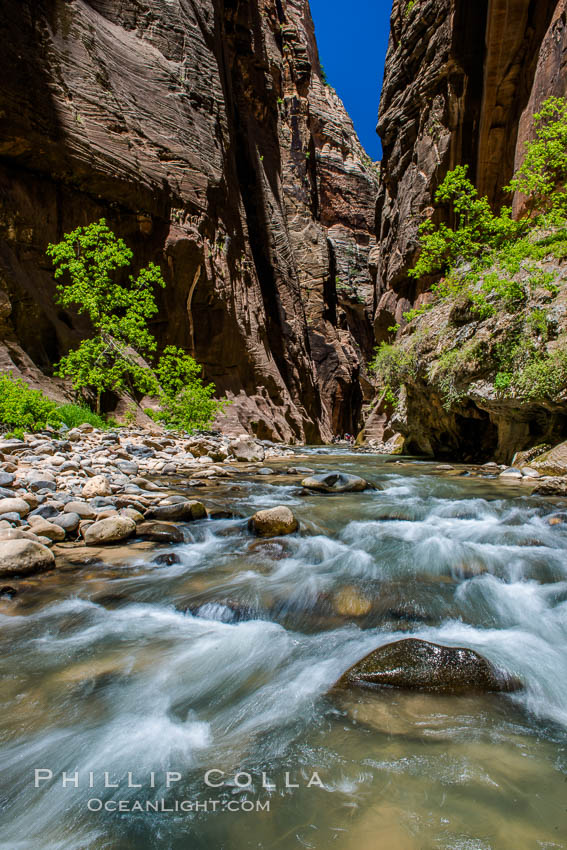 The Virgin River Narrows, where the Virgin River has carved deep, narrow canyons through the Zion National Park sandstone, creating one of the finest hikes in the world. Utah, USA, natural history stock photograph, photo id 28585