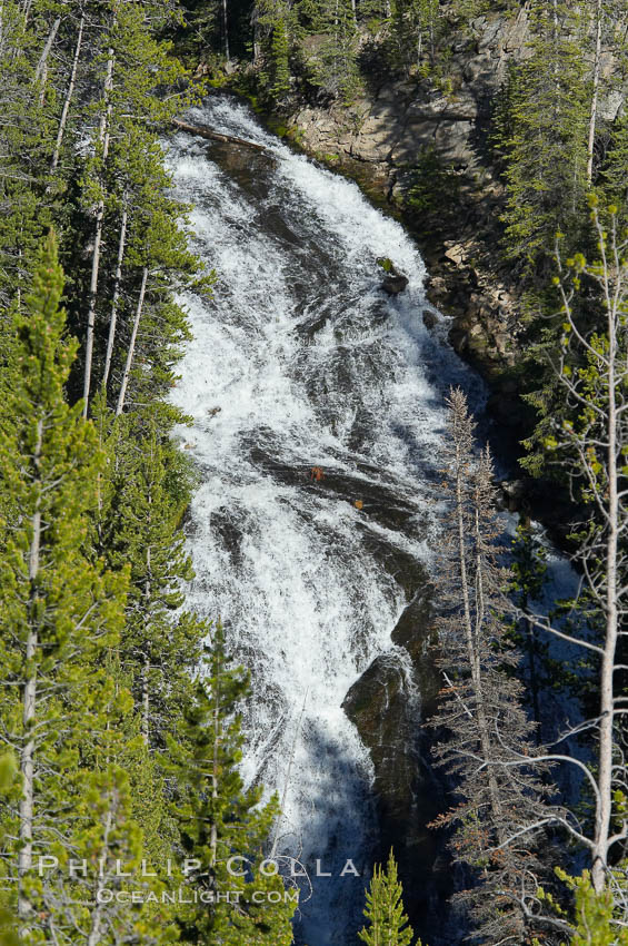 Virginia Cascades is a 60 foot waterfall between Madison and Canyon in Yellowstone National Park. Wyoming, USA, natural history stock photograph, photo id 13302