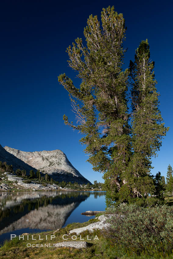 Vogelsang Peak (11500') and tree, reflected in the still morning waters of Fletcher Lake, in Yosemite's gorgeous high country, late summer. Yosemite National Park, California, USA, natural history stock photograph, photo id 25790