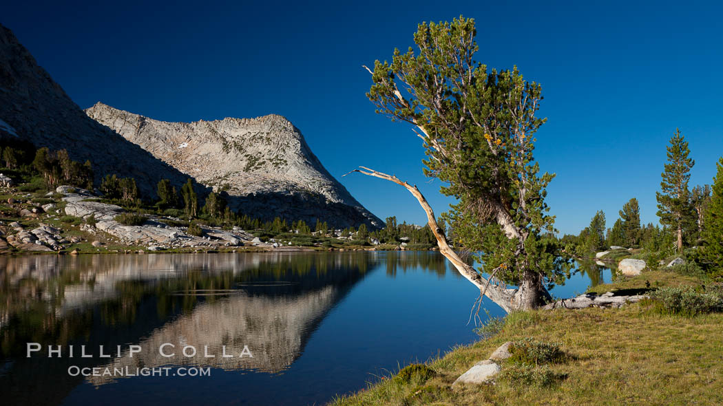 Vogelsang Peak (11500') and tree, reflected in the still morning waters of Fletcher Lake, in Yosemite's gorgeous high country, late summer. Yosemite National Park, California, USA, natural history stock photograph, photo id 25791