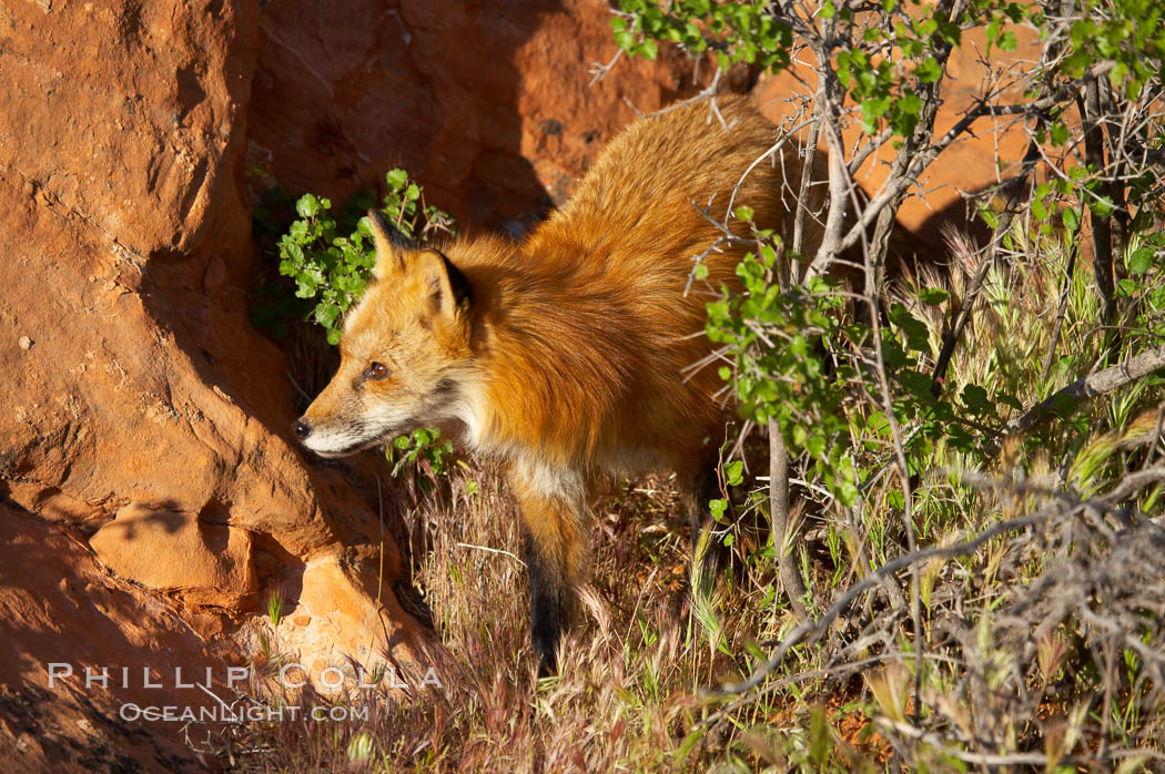 Red fox.  Red foxes are the most widely distributed wild carnivores in the world. Red foxes utilize a wide range of habitats including forest, tundra, prairie, and farmland. They prefer habitats with a diversity of vegetation types and are increasingly encountered in suburban areas., Vulpes vulpes, natural history stock photograph, photo id 12074
