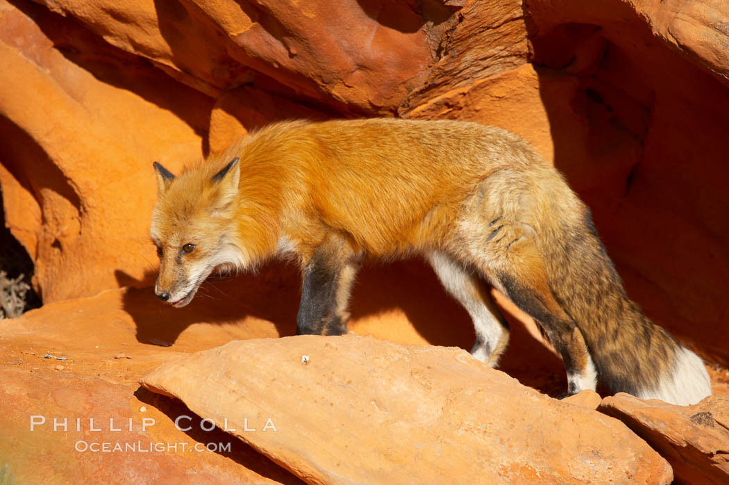 Red fox.  Red foxes are the most widely distributed wild carnivores in the world. Red foxes utilize a wide range of habitats including forest, tundra, prairie, and farmland. They prefer habitats with a diversity of vegetation types and are increasingly encountered in suburban areas., Vulpes vulpes, natural history stock photograph, photo id 12086