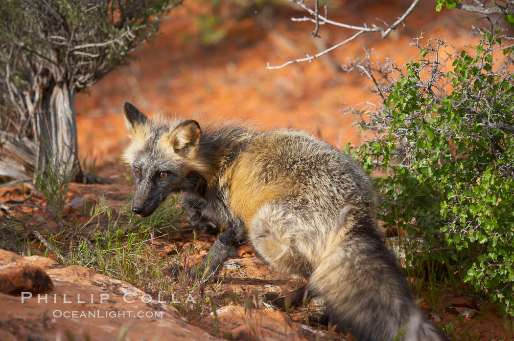 Cross fox.  The cross fox is a color variation of the red fox., Vulpes vulpes, natural history stock photograph, photo id 12110