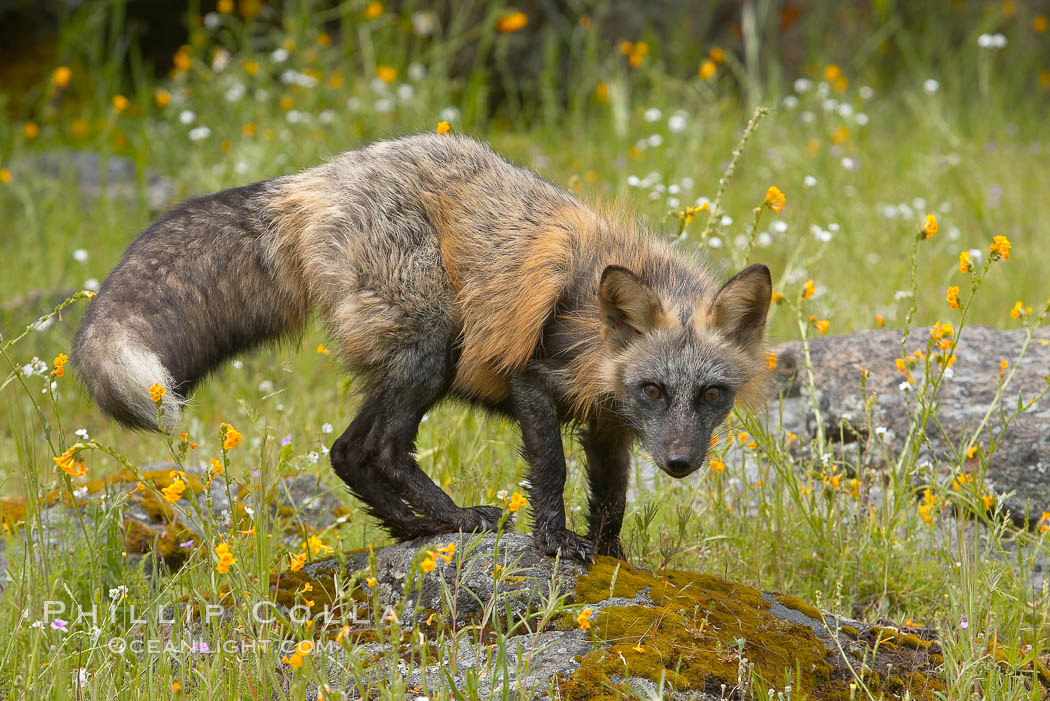 Cross fox, Sierra Nevada foothills, Mariposa, California.  The cross fox is a color variation of the red fox., Vulpes vulpes, natural history stock photograph, photo id 15962