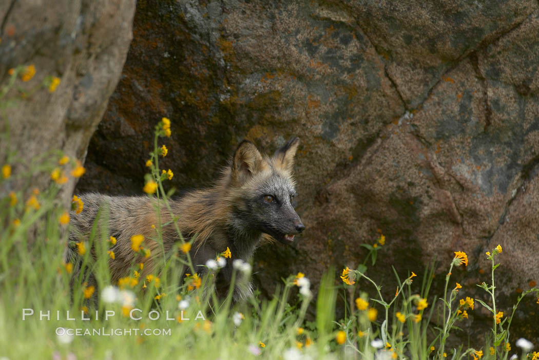 Cross fox, Sierra Nevada foothills, Mariposa, California.  The cross fox is a color variation of the red fox., Vulpes vulpes, natural history stock photograph, photo id 15974