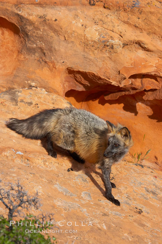 Cross fox.  The cross fox is a color variation of the red fox., Vulpes vulpes, natural history stock photograph, photo id 12116