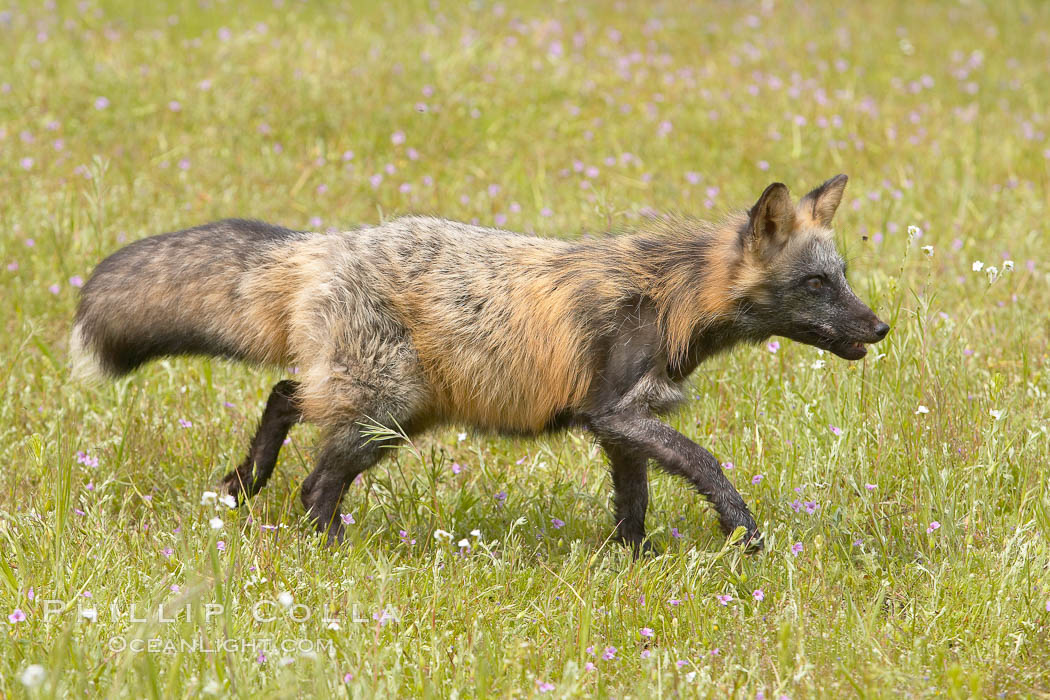 Cross fox, Sierra Nevada foothills, Mariposa, California.  The cross fox is a color variation of the red fox., Vulpes vulpes, natural history stock photograph, photo id 15968