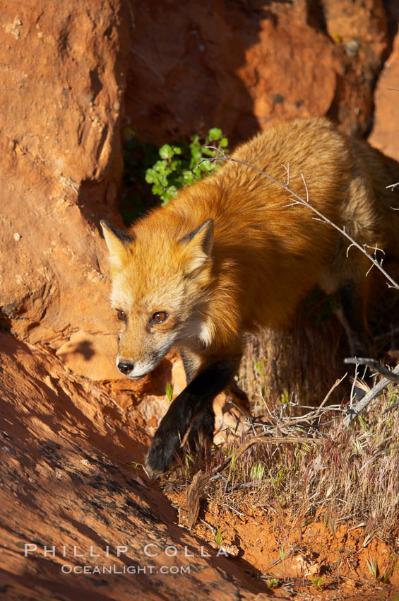 Red fox.  Red foxes are the most widely distributed wild carnivores in the world. Red foxes utilize a wide range of habitats including forest, tundra, prairie, and farmland. They prefer habitats with a diversity of vegetation types and are increasingly encountered in suburban areas., Vulpes vulpes, natural history stock photograph, photo id 12071