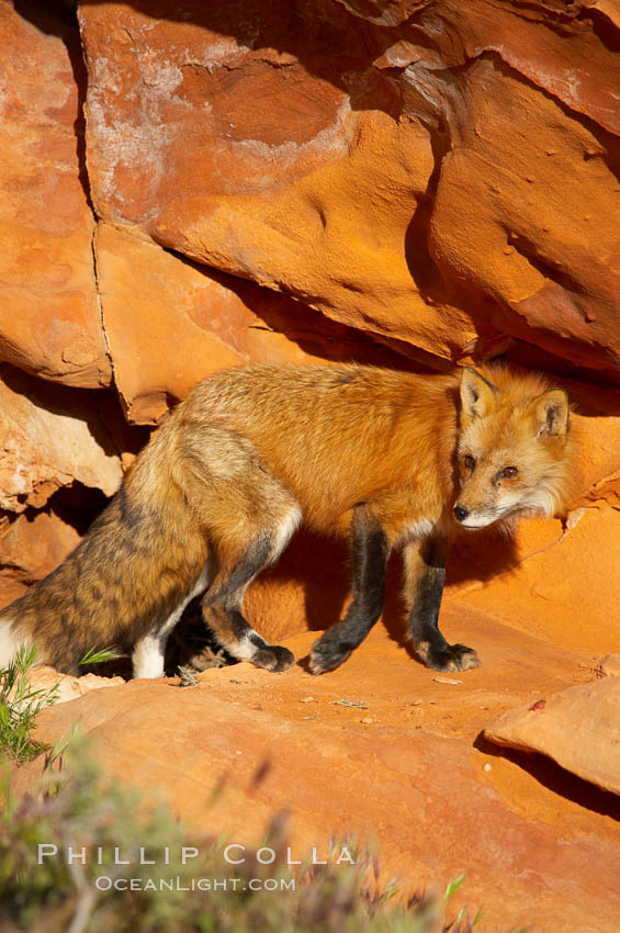 Red fox.  Red foxes are the most widely distributed wild carnivores in the world. Red foxes utilize a wide range of habitats including forest, tundra, prairie, and farmland. They prefer habitats with a diversity of vegetation types and are increasingly encountered in suburban areas., Vulpes vulpes, natural history stock photograph, photo id 12083