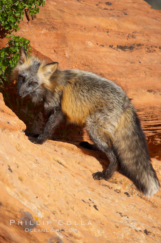 Cross fox.  The cross fox is a color variation of the red fox., Vulpes vulpes, natural history stock photograph, photo id 12119