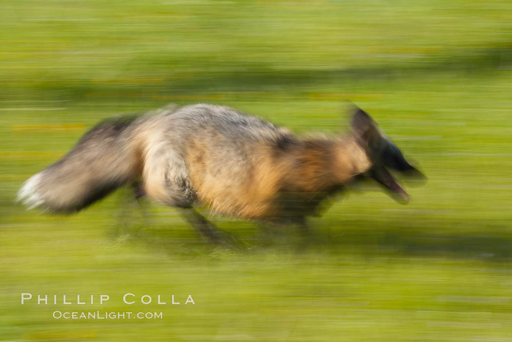 Cross fox, Sierra Nevada foothills, Mariposa, California.  The cross fox is a color variation of the red fox., Vulpes vulpes, natural history stock photograph, photo id 15959