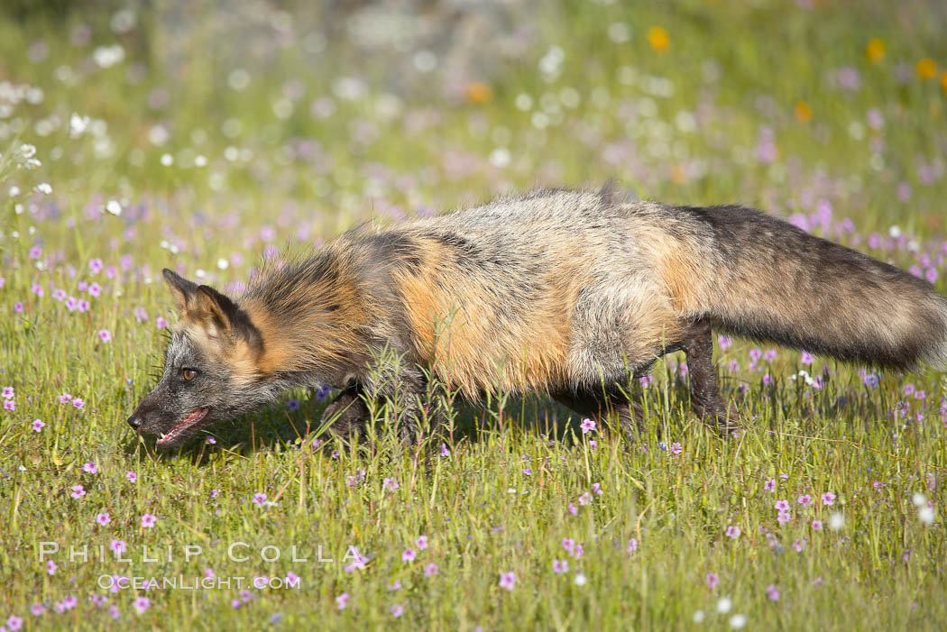 Cross fox, Sierra Nevada foothills, Mariposa, California.  The cross fox is a color variation of the red fox., Vulpes vulpes, natural history stock photograph, photo id 15971