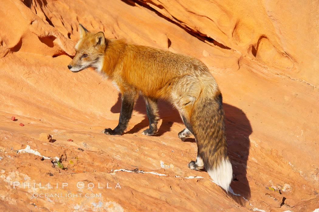 Red fox.  Red foxes are the most widely distributed wild carnivores in the world. Red foxes utilize a wide range of habitats including forest, tundra, prairie, and farmland. They prefer habitats with a diversity of vegetation types and are increasingly encountered in suburban areas., Vulpes vulpes, natural history stock photograph, photo id 12077