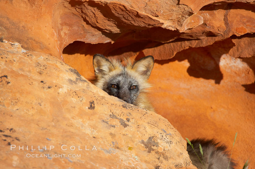 Cross fox.  The cross fox is a color variation of the red fox., Vulpes vulpes, natural history stock photograph, photo id 12113
